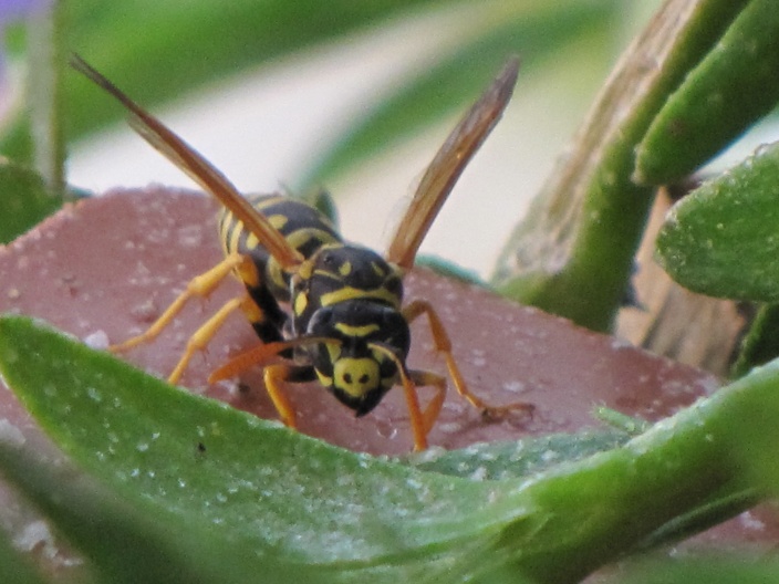 Identificazione vespa